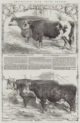 Smithfield Club Prize Cattle